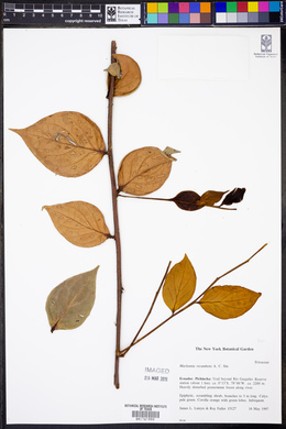 Macleania recumbens image