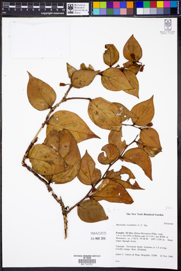 Macleania recumbens image