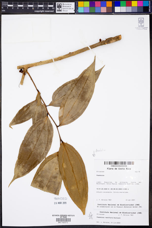 Psammisia ramiflora image