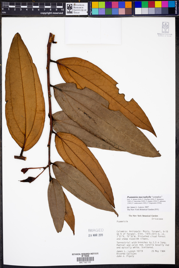 Psammisia macrophylla image