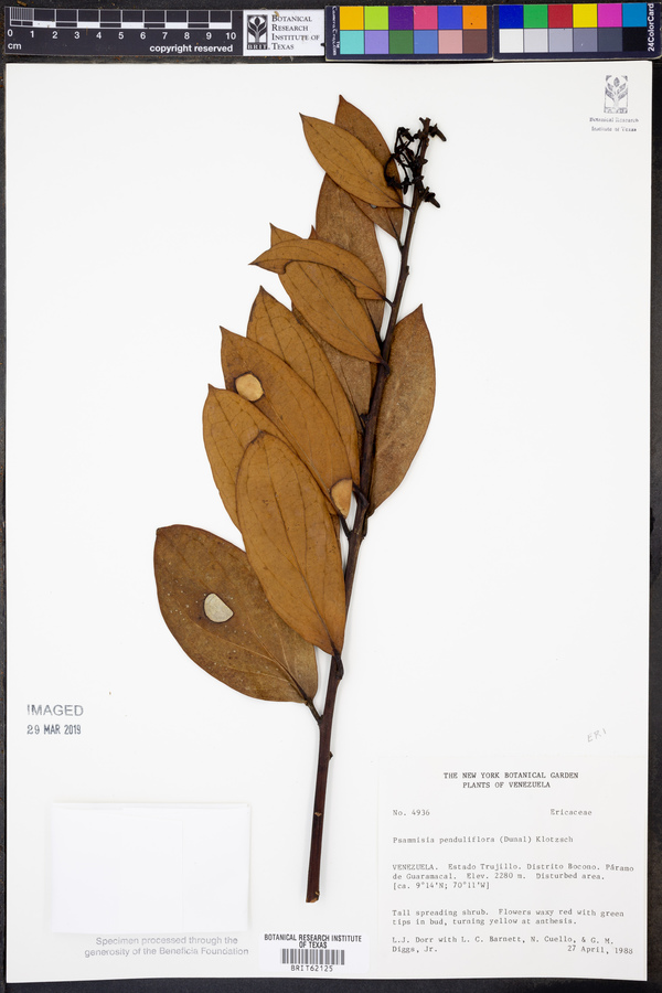 Psammisia penduliflora image