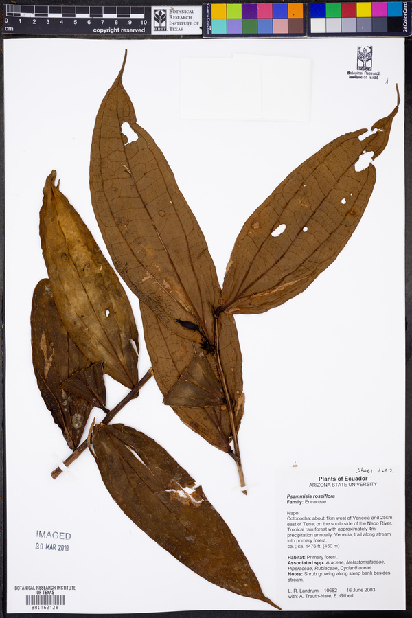 Psammisia roseiflora image