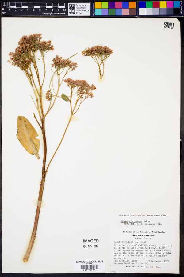 Sedum alboroseum image