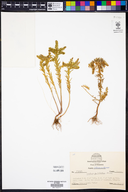 Sedum pulchellum image