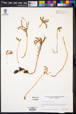 Sedum pulchellum image