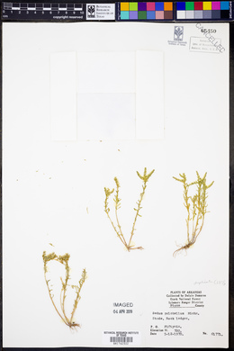 Sedum pulchellum image