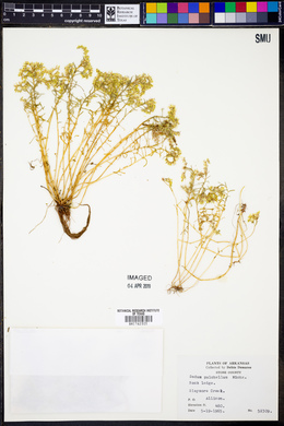 Sedum pulchellum image
