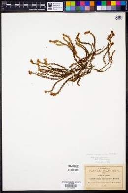 Sedum moranense subsp. moranense image