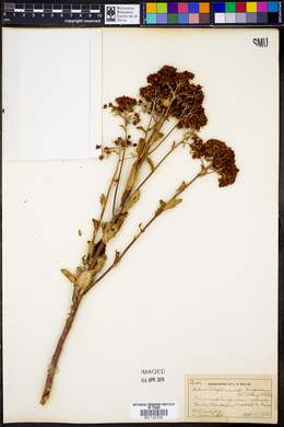 Sedum telephium image