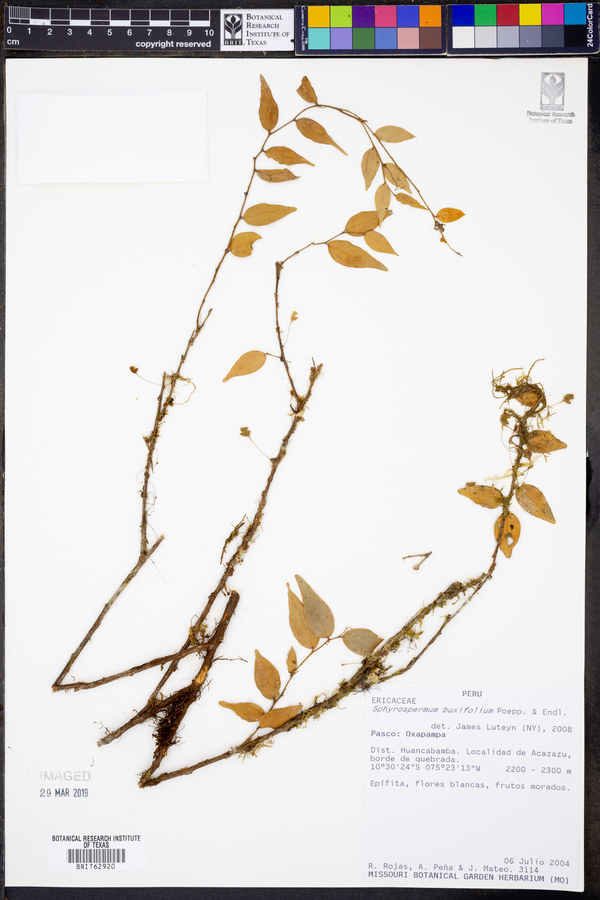 Sphyrospermum buxifolium image