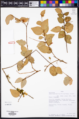 Sphyrospermum buxifolium image