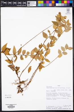 Sphyrospermum buxifolium image