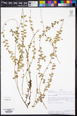 Sphyrospermum buxifolium image