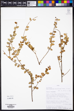 Sphyrospermum buxifolium image