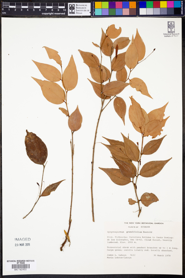 Sphyrospermum grandifolium image