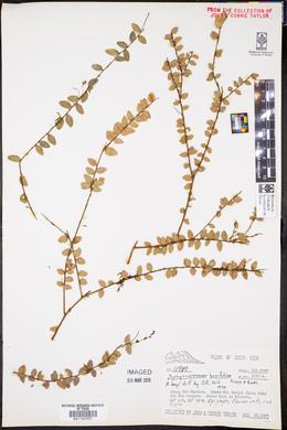 Sphyrospermum buxifolium image