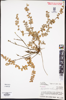 Sphyrospermum buxifolium image