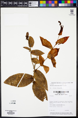 Symphysia costaricensis image
