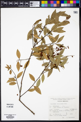 Vaccinium leucanthum image