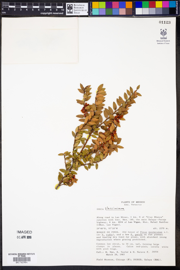 Vaccinium confertum image