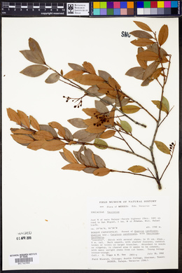 Vaccinium leucanthum image