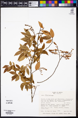Vaccinium leucanthum image