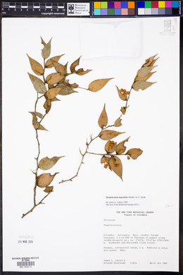 Themistoclesia dependens image