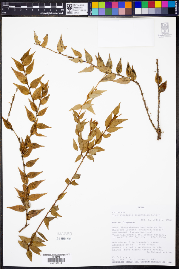 Themistoclesia orientalis image