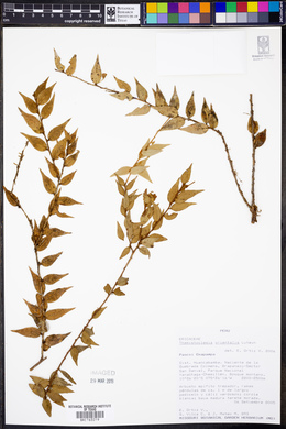 Image of Themistoclesia orientalis