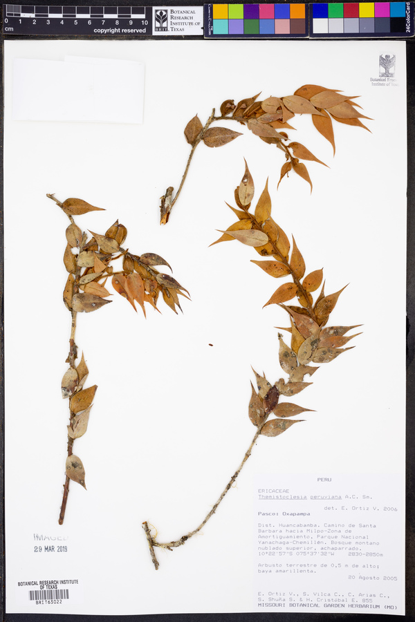 Themistoclesia peruviana image