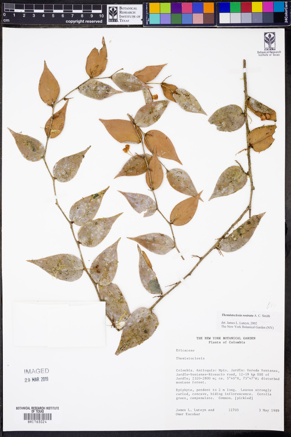 Themistoclesia rostrata image