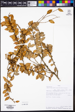 Image of Sphyrospermum myrtifolium
