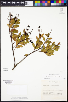 Vaccinium corymbodendron image