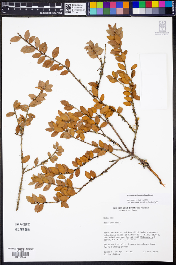 Vaccinium didymanthum image