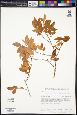 Vaccinium leucanthum image