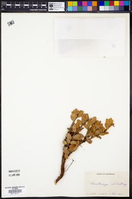 Arctostaphylos uva-ursi subsp. cratericola image