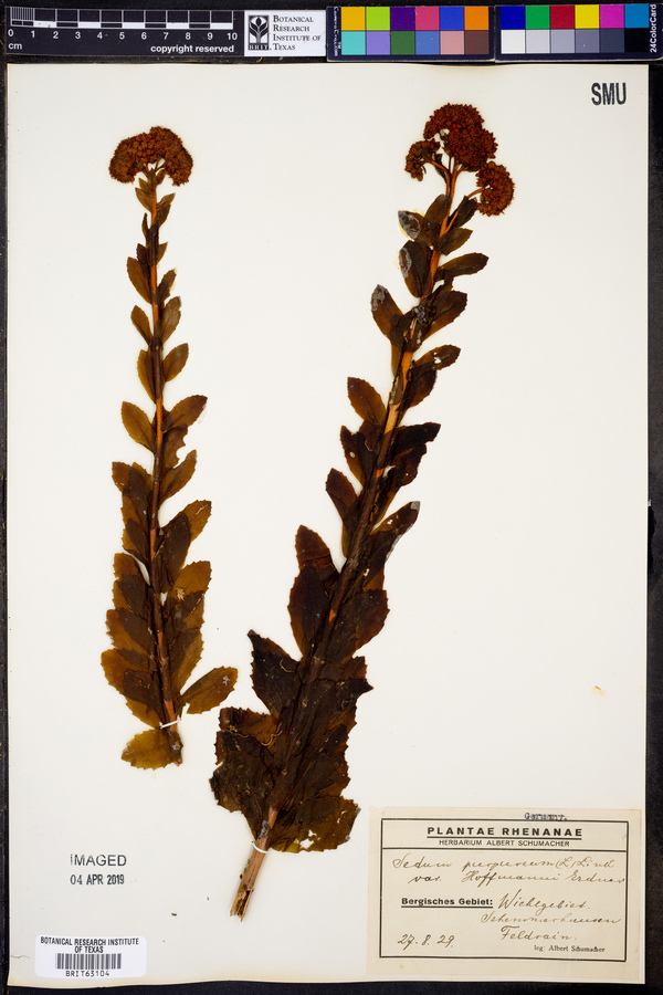 Hylotelephium telephium subsp. telephium image