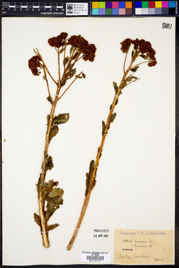 Sedum purpureum image