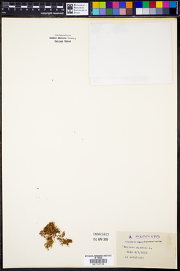 Tillaea muscosa image