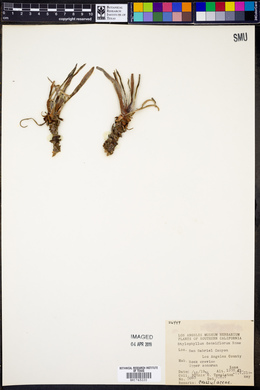 Stylophyllum densiflorum image