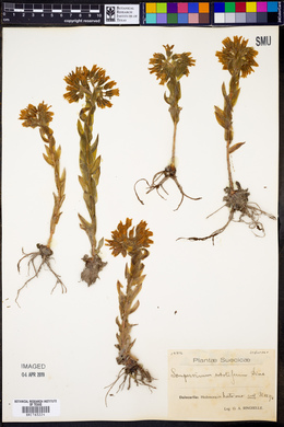 Sempervivum globiferum image