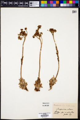 Image of Sempervivum calcareum