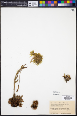 Image of Sempervivum grandiflorum
