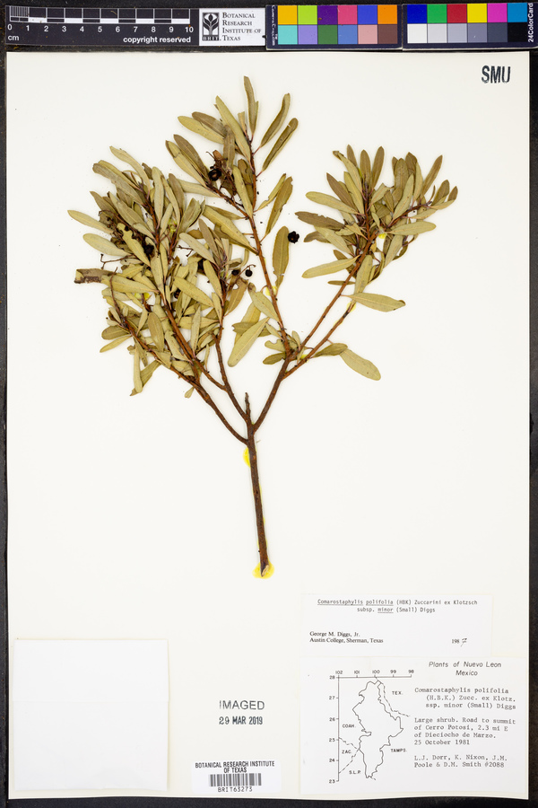 Comarostaphylis polifolia image