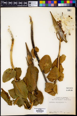 Asclepias amplexicaulis image