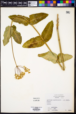 Asclepias amplexicaulis image