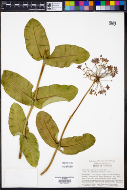 Asclepias amplexicaulis image