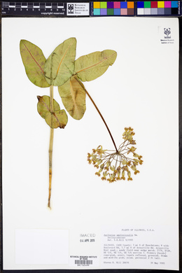 Asclepias amplexicaulis image