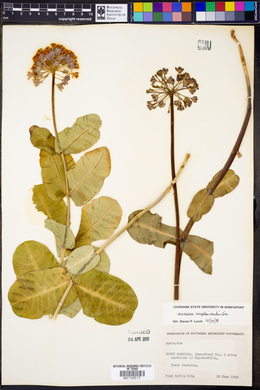 Asclepias amplexicaulis image