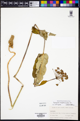 Asclepias amplexicaulis image